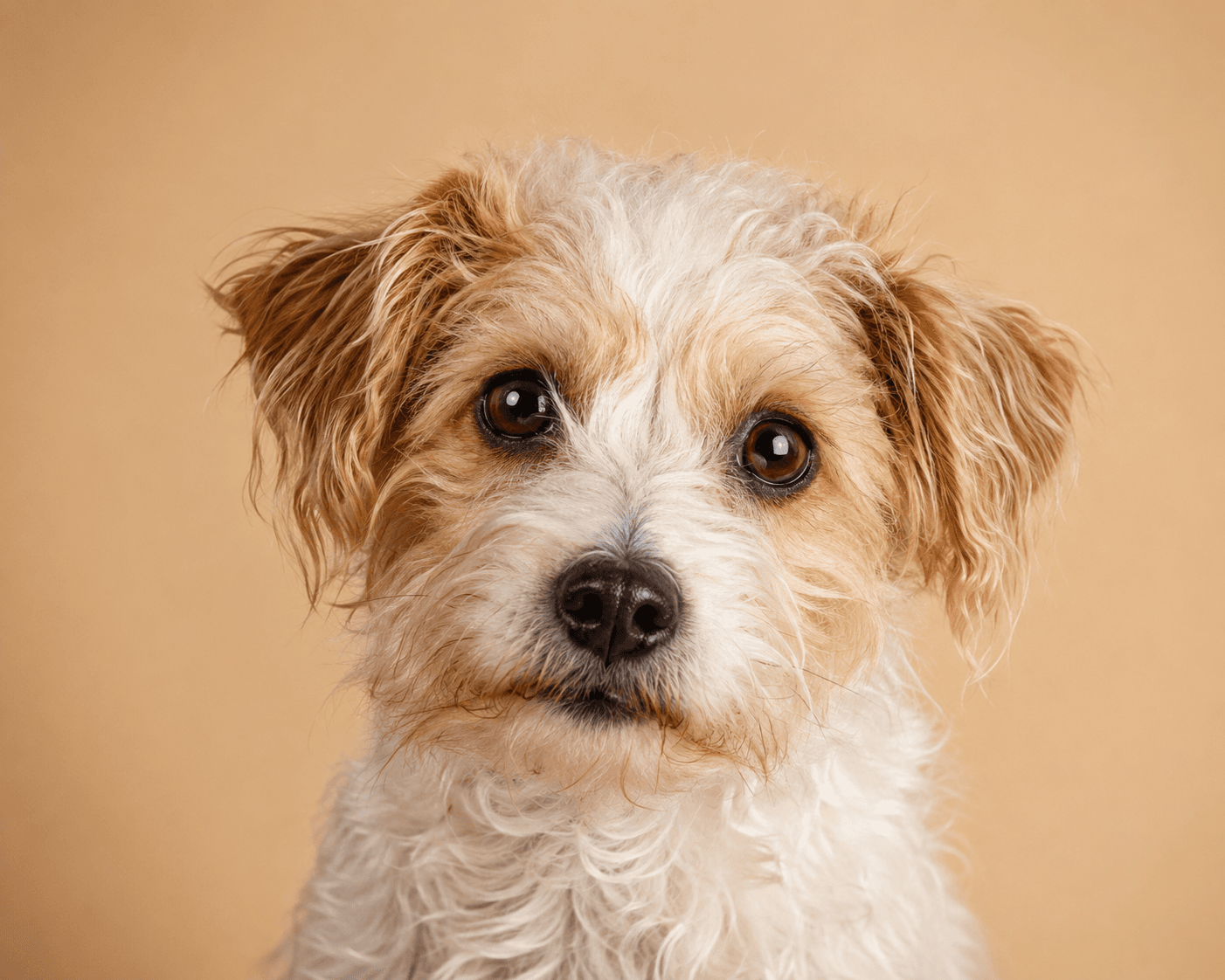 Jackapoo (Jackadoodle)
