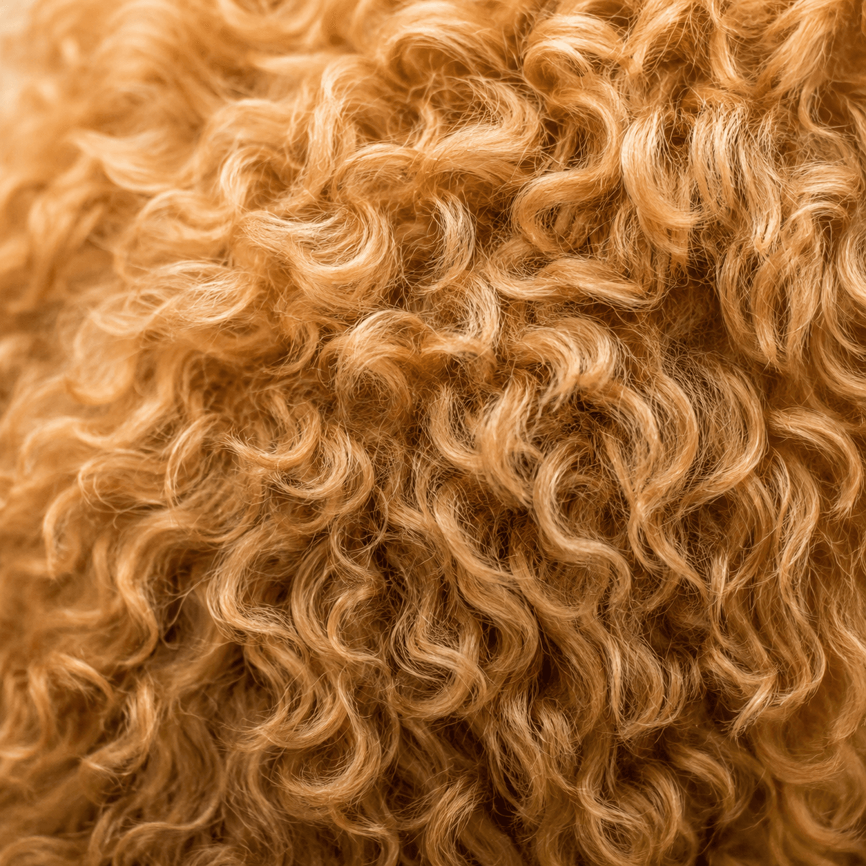 Close-up of a Poodle-cross dog's tight, low-shedding curls