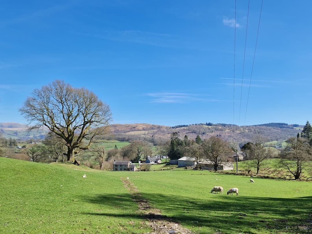 Dog-friendly Beaumaris