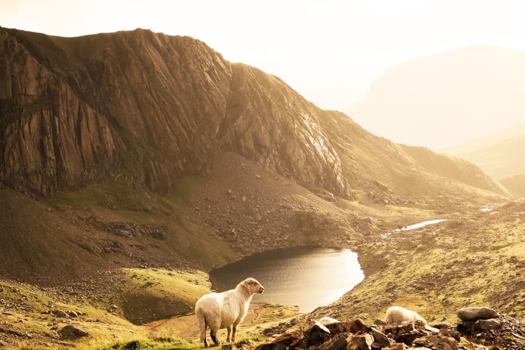 Dog-friendly Beddgelert