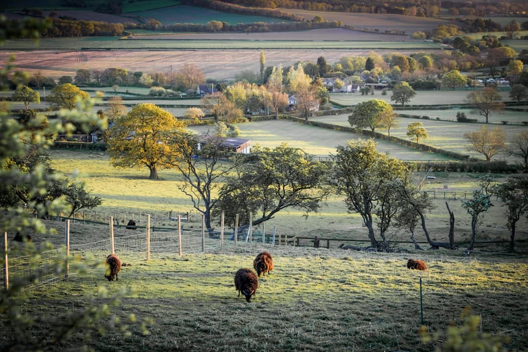 Dog-friendly Cranbrook