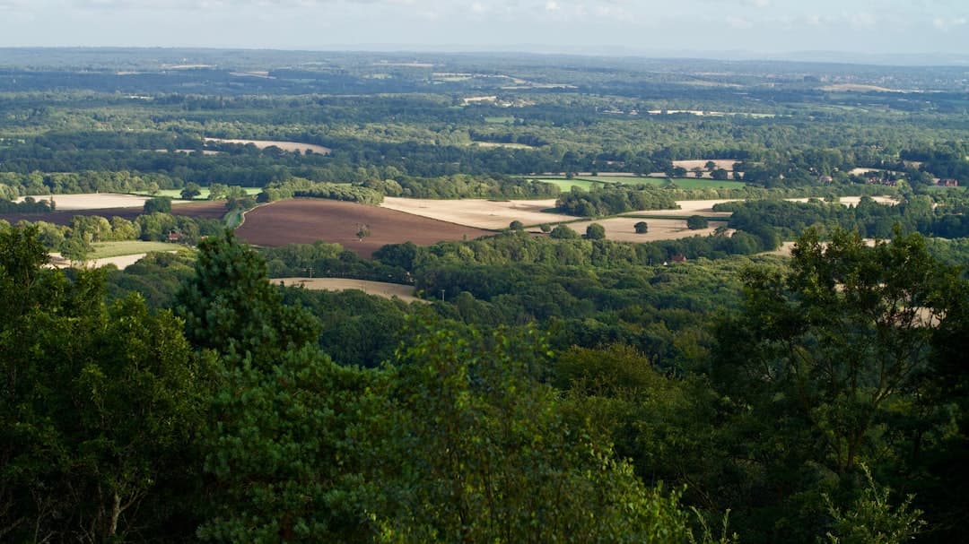 Dog-friendly Dorking
