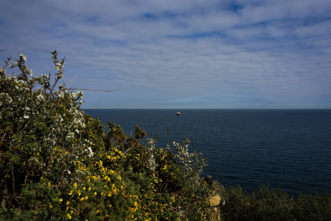 Dog-friendly Falmouth
