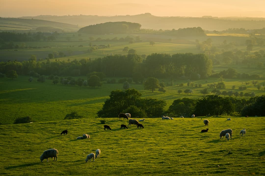 Dog-friendly Hay-on-Wye