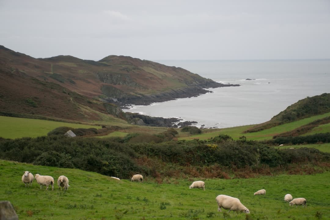 Dog-friendly Isle of Mull
