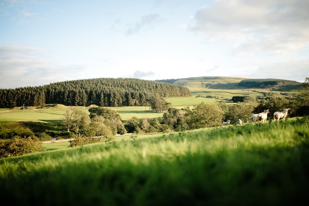 Dog-friendly New Romney