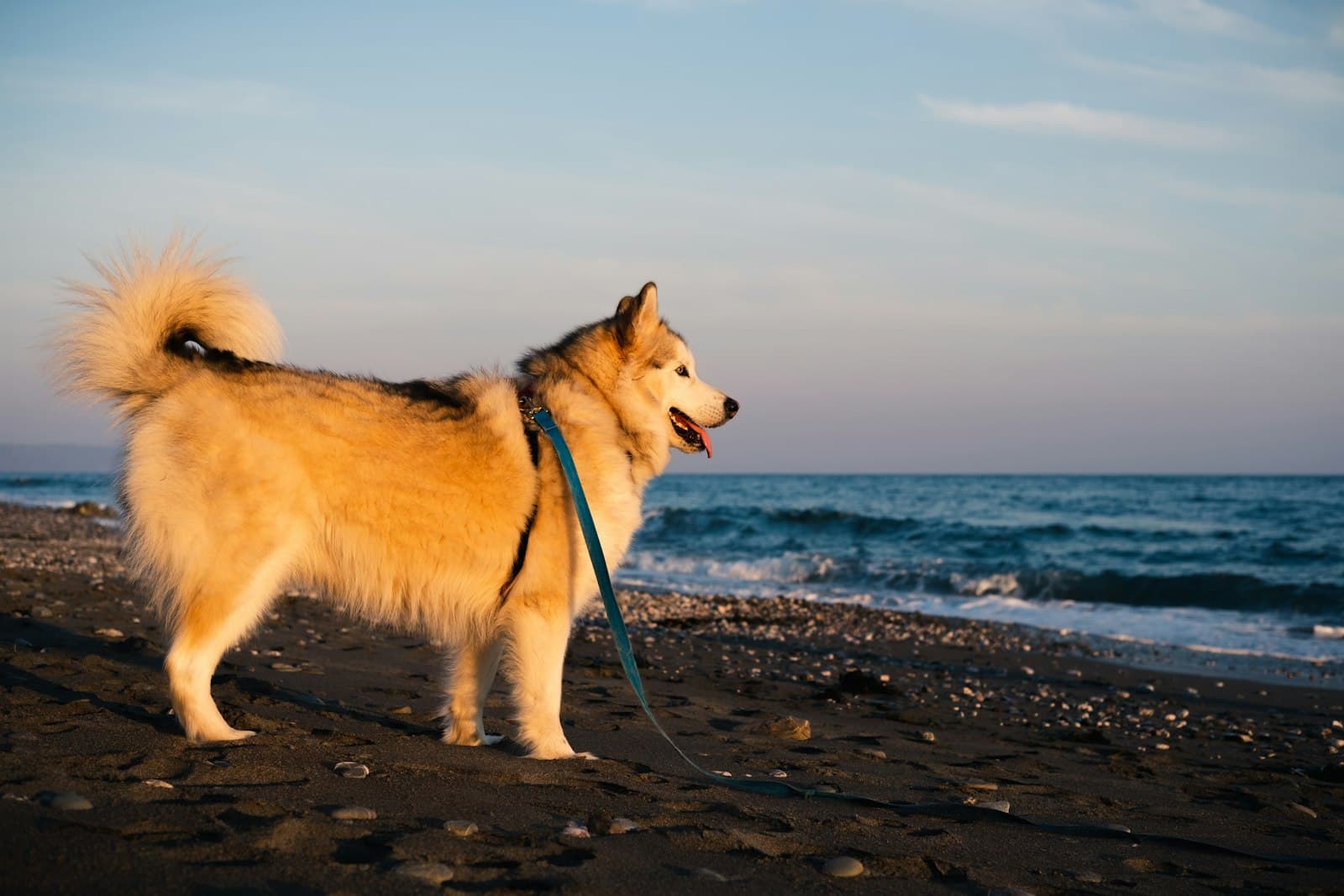 Dog-friendly Padstow