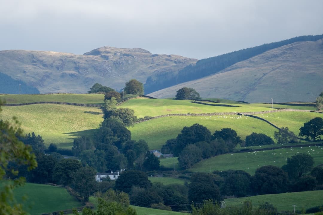 Dog-friendly Whinlatter & Ennerdale