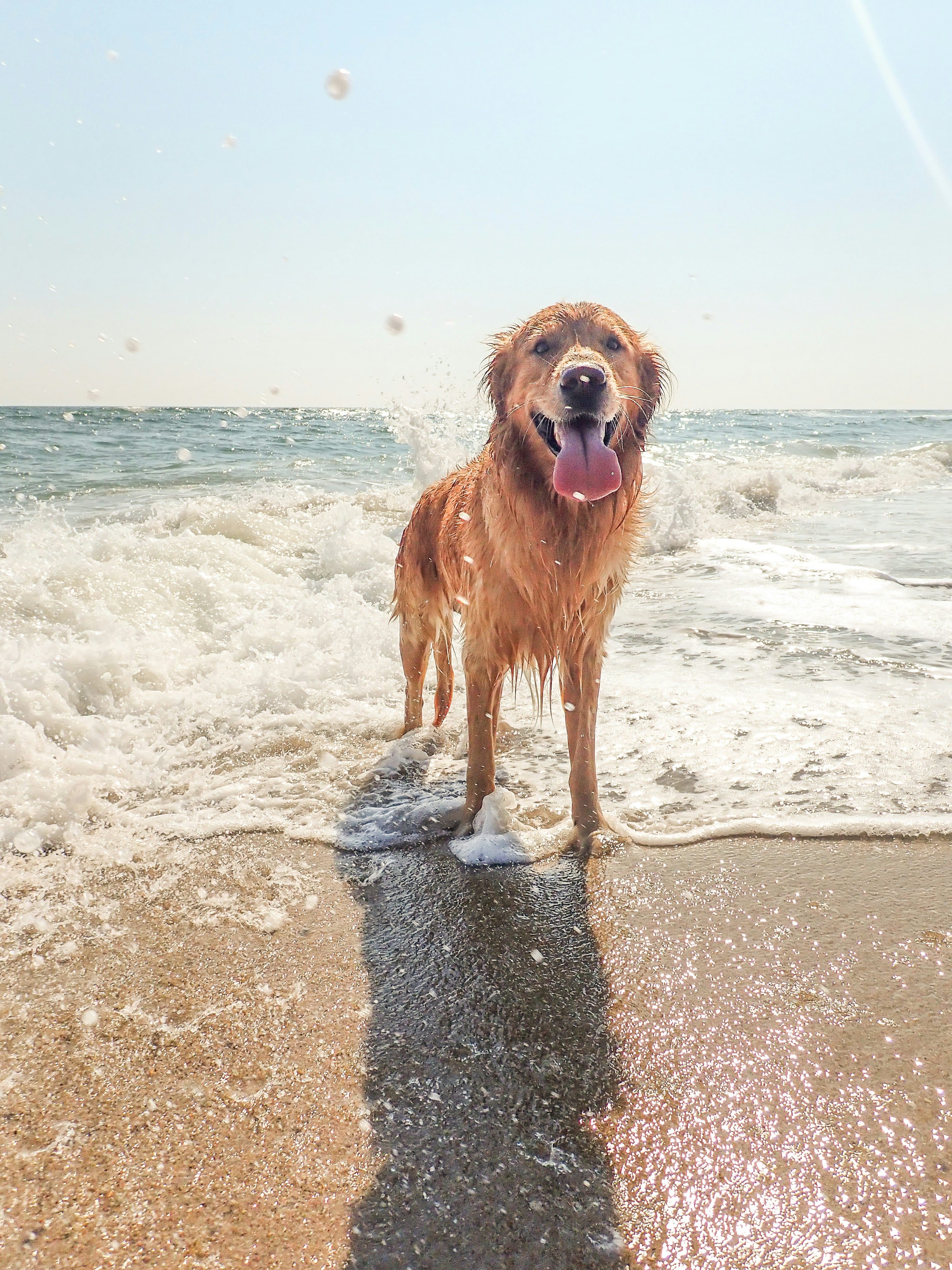 Dog-friendly Whitstable