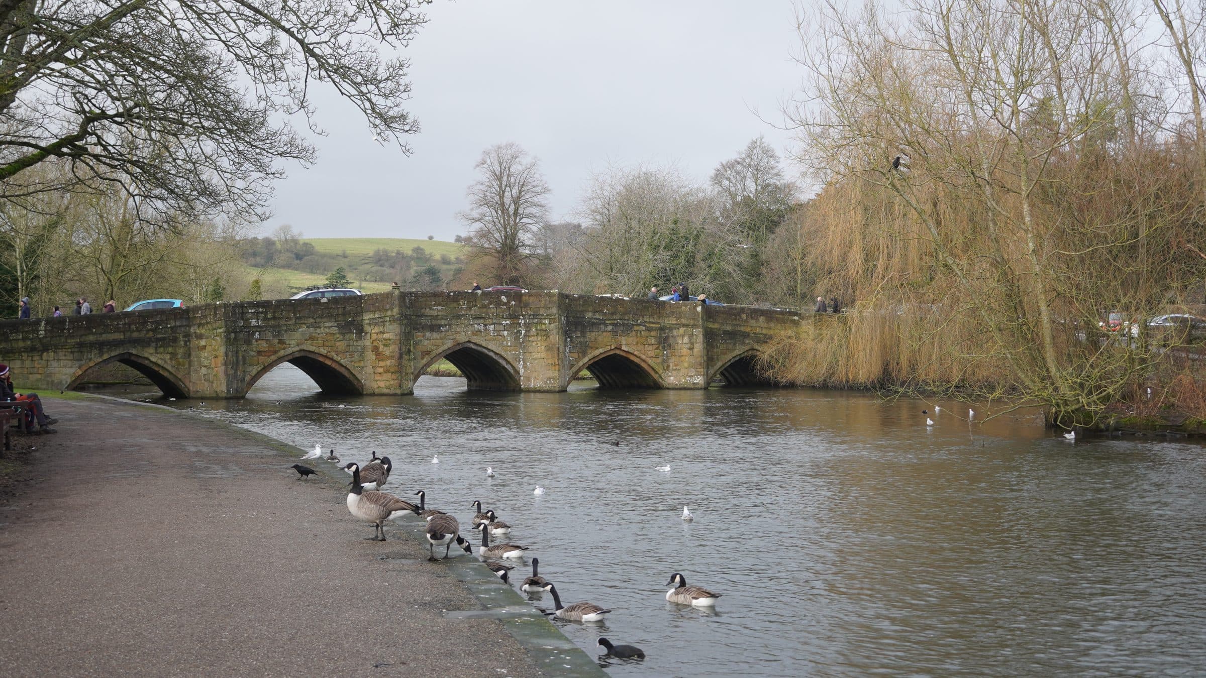 The medieval stone bridge over the River Wye at Bakewell, with Canada geese on the bank and Peak District hills beyond.