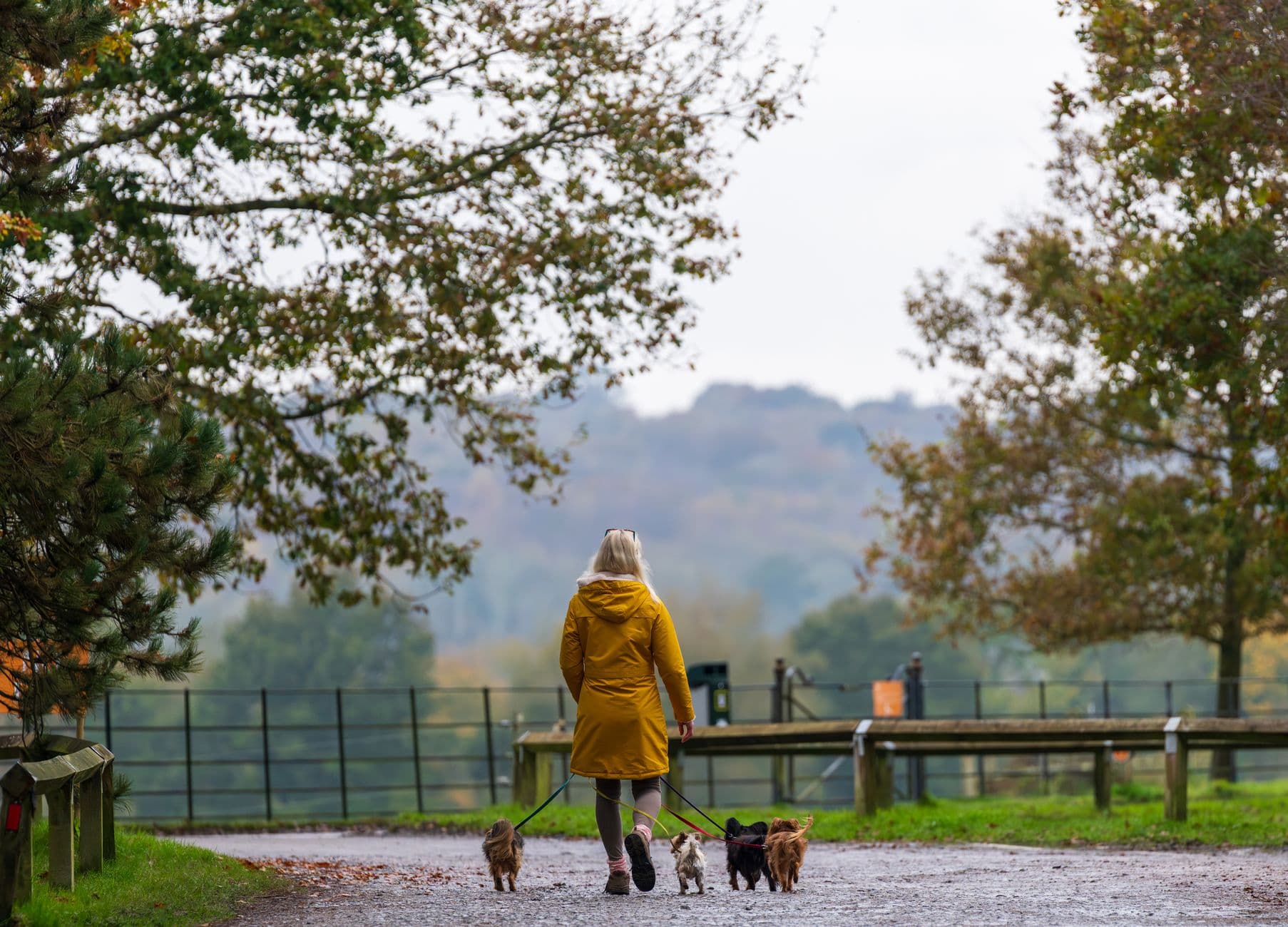 A dog walker with four dogs on a wet gravel path through autumn trees