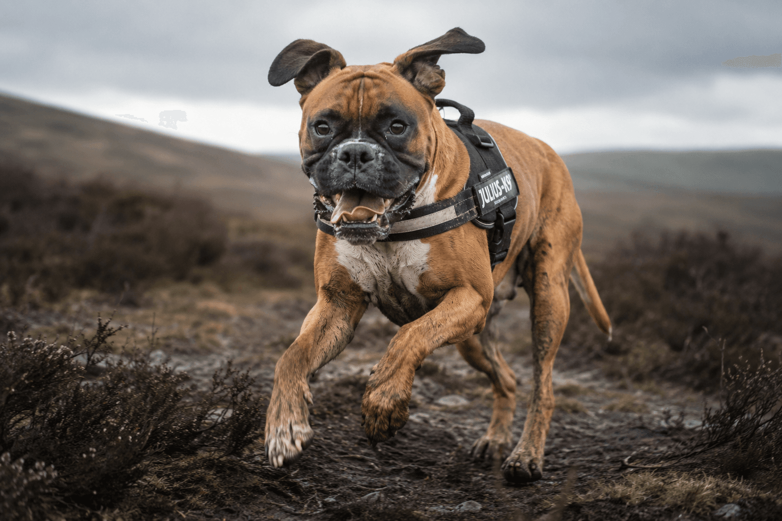 Active dog essentials UK: gear for high-energy and working dogs