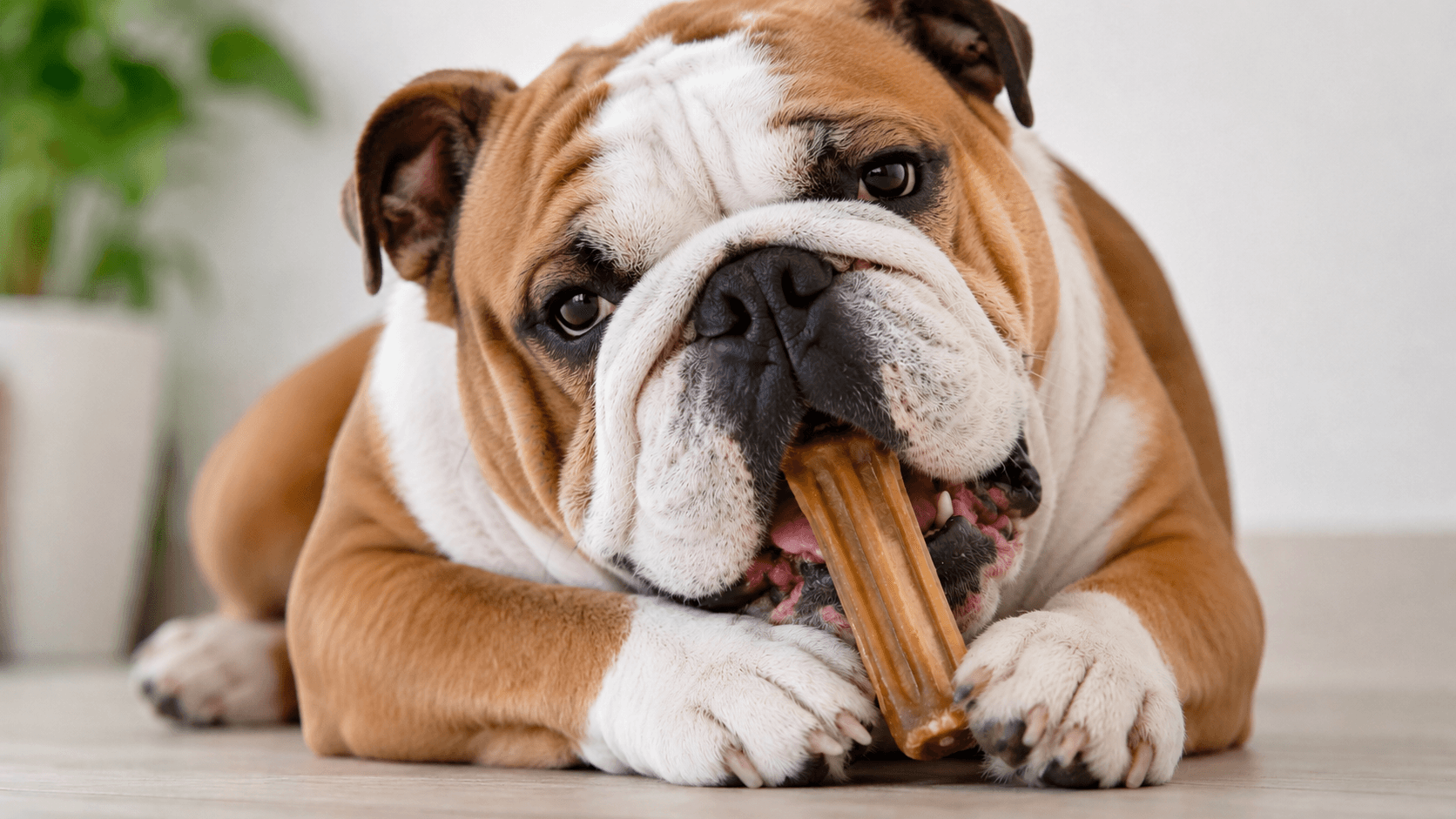 The best dog dental chews UK